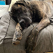 Zoey is registered to the contest to win money with this photo: dog, brindle, bed, blanket, indoor, resting, pillow, sleepy, canine, paw, comfort, relaxation, furniture, domestic, pet, mammal, fur, sleep, cozy, quiet