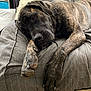dog, brindle, bed, blanket, indoor, resting, pillow, sleepy, canine, paw, comfort, relaxation, furniture, domestic, pet, mammal, fur, sleep, cozy, quiet