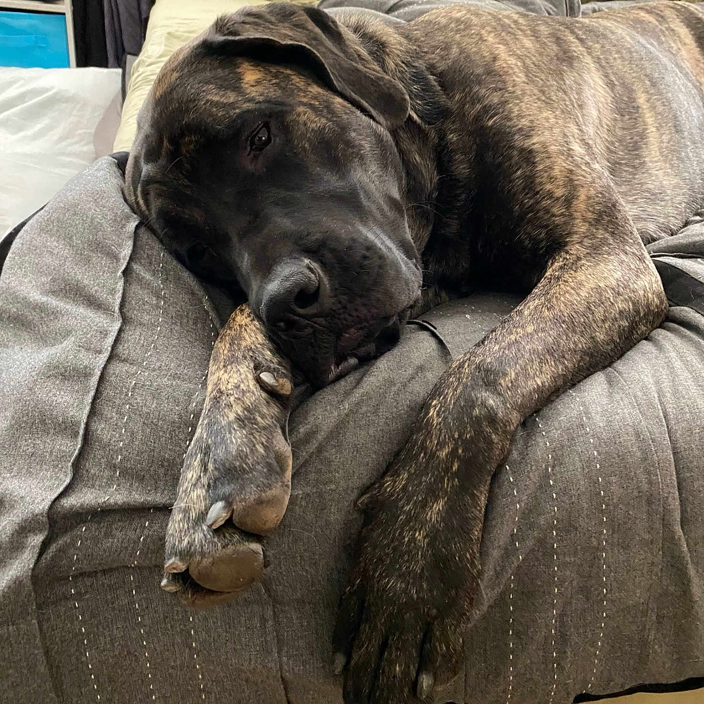 Zoey is registered to the contest to win money with this photo: bed, blanket, brindle, canine, comfort, cozy, dog, domestic, fur, furniture, indoor, mammal, paw, pet, pillow, quiet, relaxation, resting, sleep, sleepy