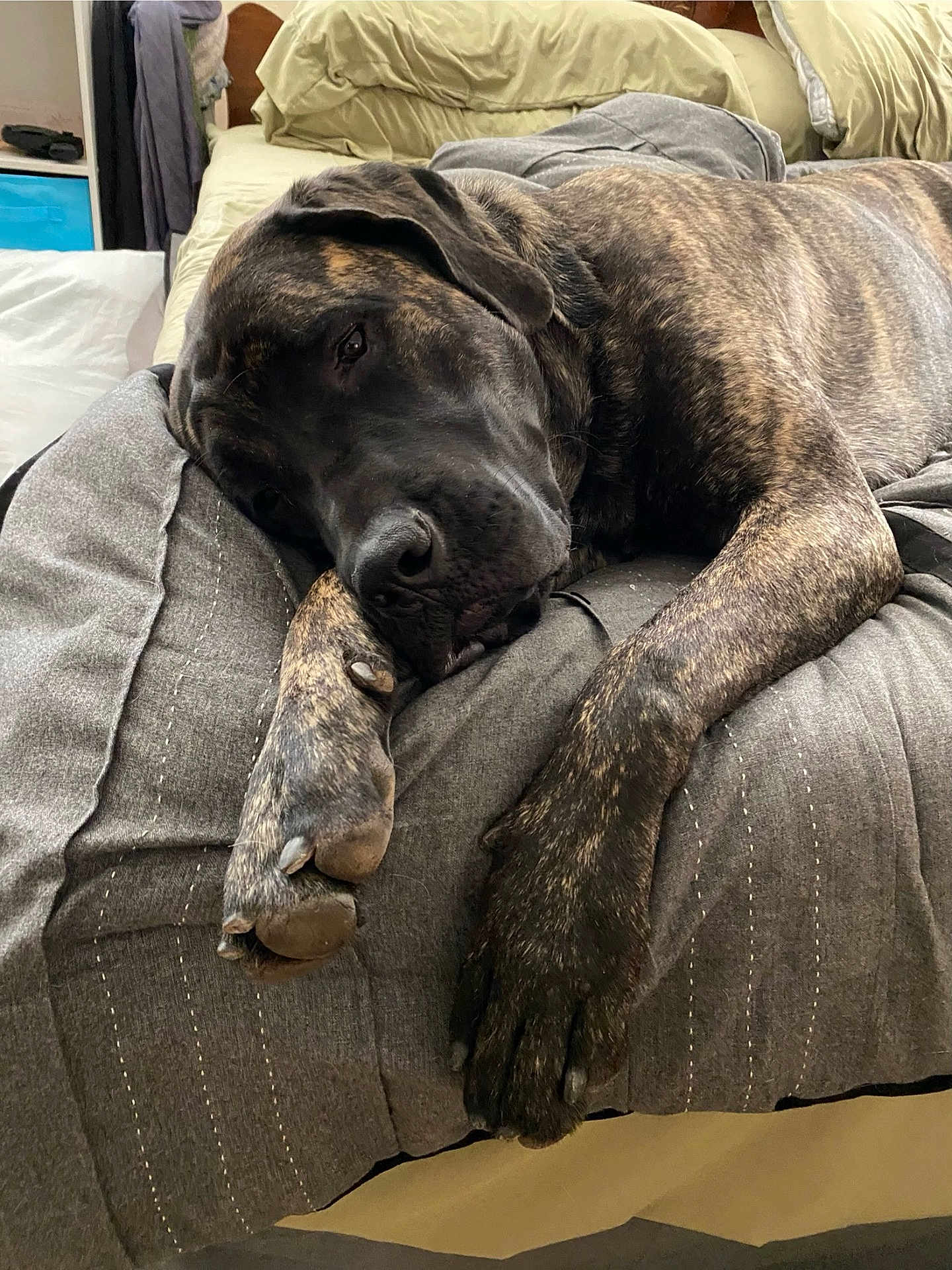 Zoey is registered to the contest to win money with this photo: dog, brindle, bed, blanket, indoor, resting, pillow, sleepy, canine, paw, comfort, relaxation, furniture, domestic, pet, mammal, fur, sleep, cozy, quiet