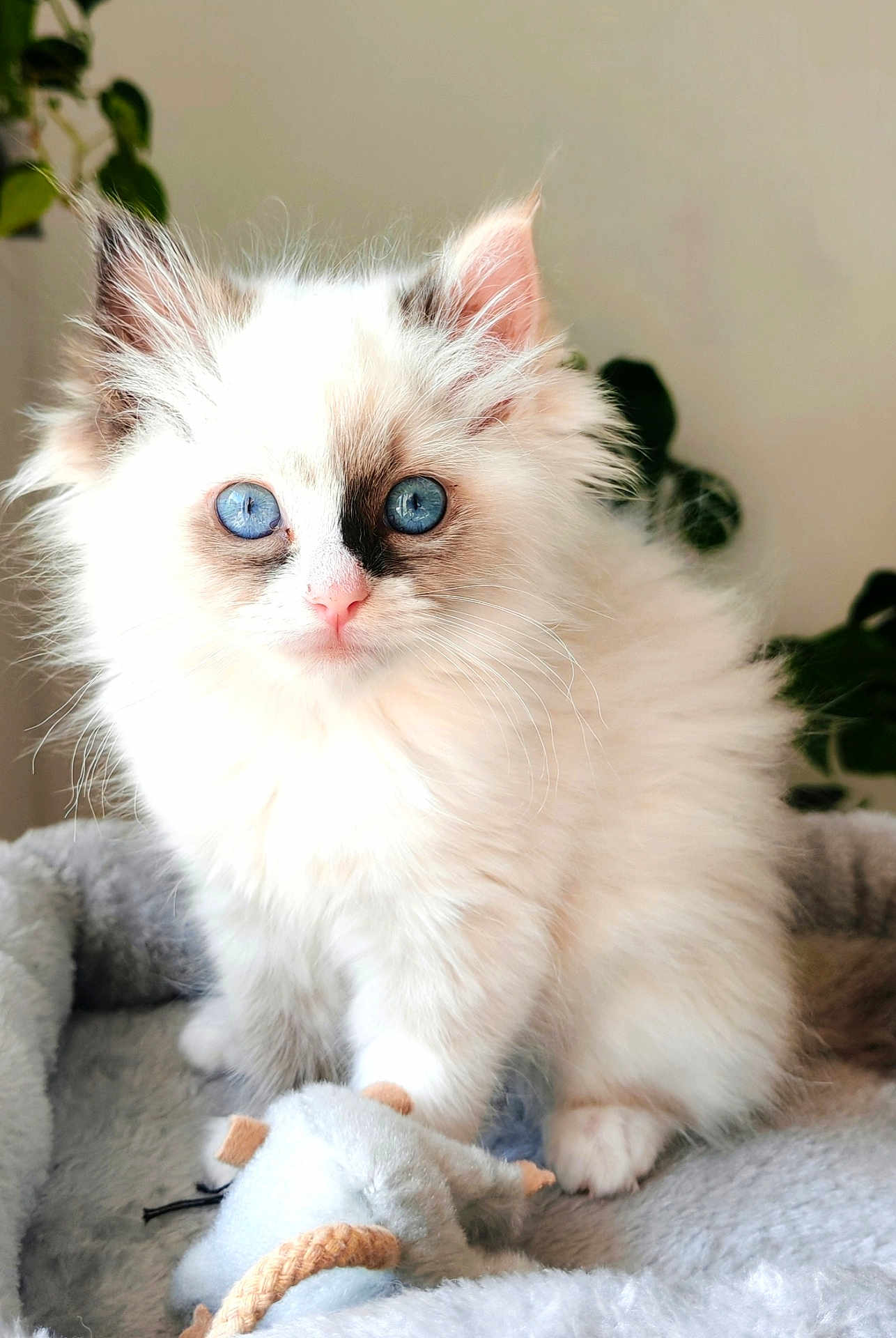 Noa participe au concours pour gagner de l'argent avec cette photo : kitten, cat, blue_eyes, fluffy, white_fur, pet, cute, toy, plush, blanket, indoor, animal, young, paw, face, whiskers, ears, plant, soft, cozy