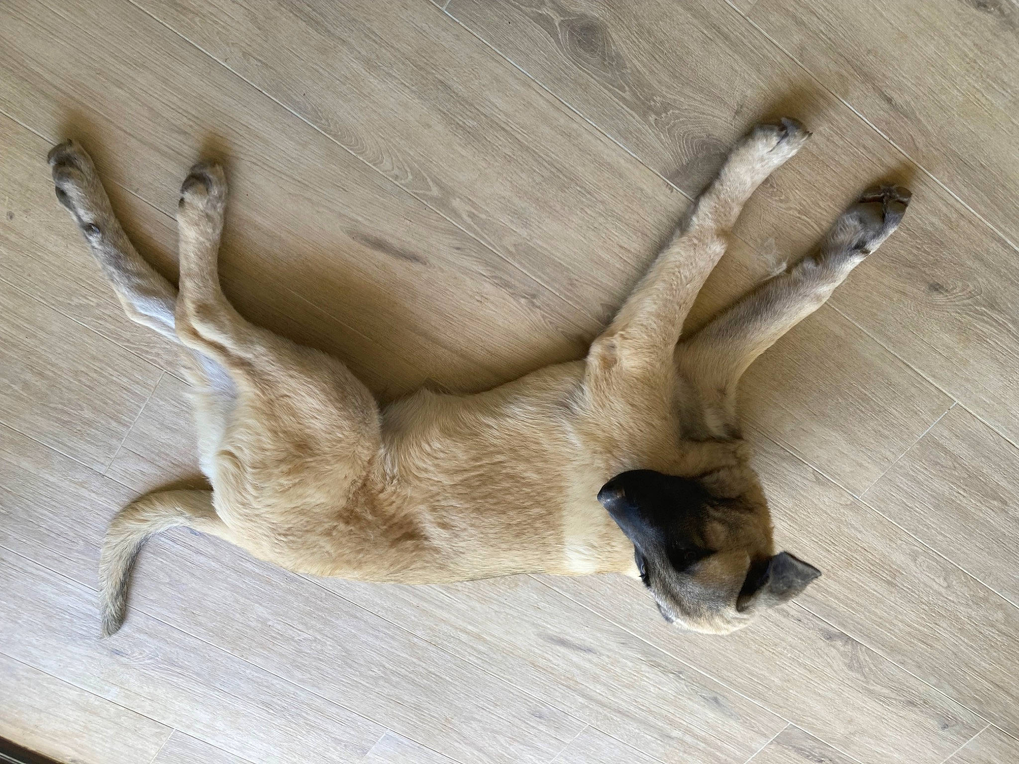 Kaleb participe au concours pour gagner de l'argent avec cette photo : art, comfort, fawn, foot, fur, hardwood, human_leg, linens, paw, plant, sculpture, seabird, tail, terrestrial_animal, tree, wildlife, window, wing, wood