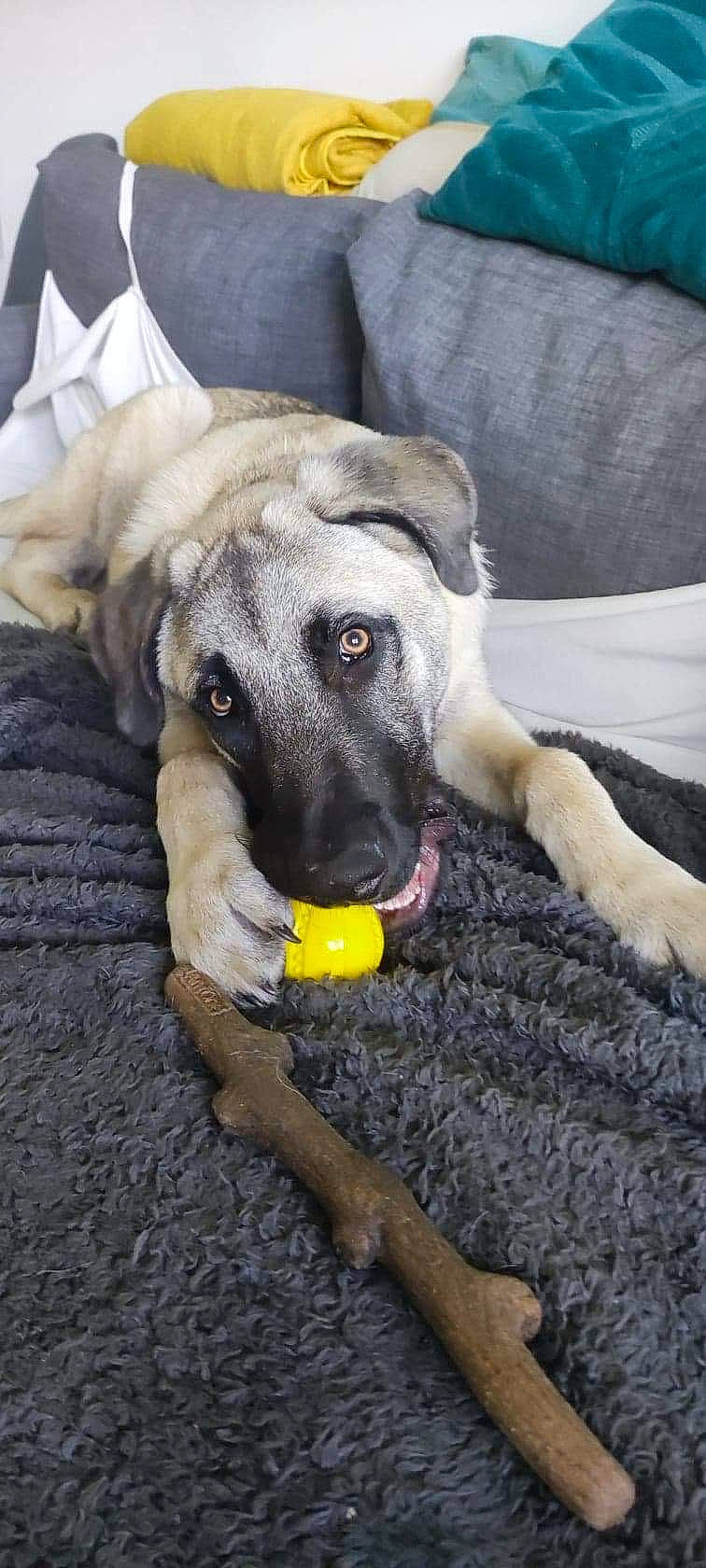 Kaleb a rejoint le concours — aidez-le/la à gagner de superbes lots ! ancient_dog_breeds, biting, carnivore, claw, comfort, companion_dog, couch, dog, dog_breed, dog_supply, guard_dog, non_sporting_group, paw, puppy, snout, terrestrial_animal, whiskers, working_dog, wrinkle