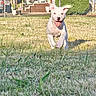 Buddy joined the competition — help win amazing prizes! dog, puppy, grass, yard, sunlight, happy, running, pet, outdoor, fence, house, flag, greenery, nature, playful, domestic_animal, summer, daytime, tongue_out, ears