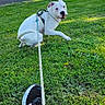 dog, white_dog, grass, leash, shoe, sneaker, person, playful, outdoor, daytime, resisting, field, greenery, casual_clothing, rope, park, pet, fun, animal, nature