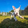 puppy, dog, white_dog, running, grass, outdoor, sunny, daylight, blue_sky, fence, yard, pet, animal, playful, ears, young_dog, shadow, house, nature, active