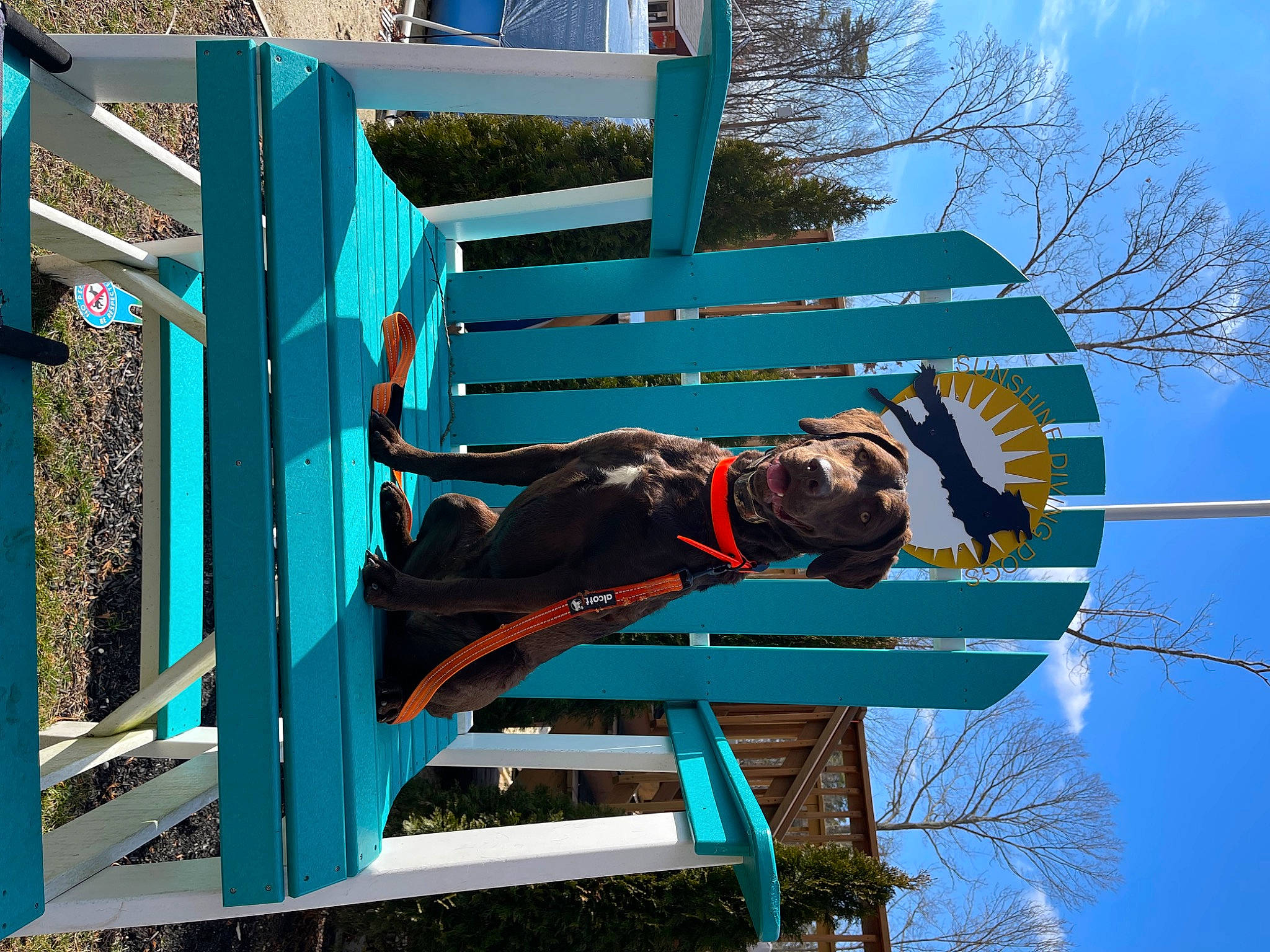 Echo is registered to the contest to win money with this photo: blue, cloud, elbow, electric_blue, electricity, fun, hat, leisure, machine, pole, public_utility, recreation, signage, sky, tree, winter, wood