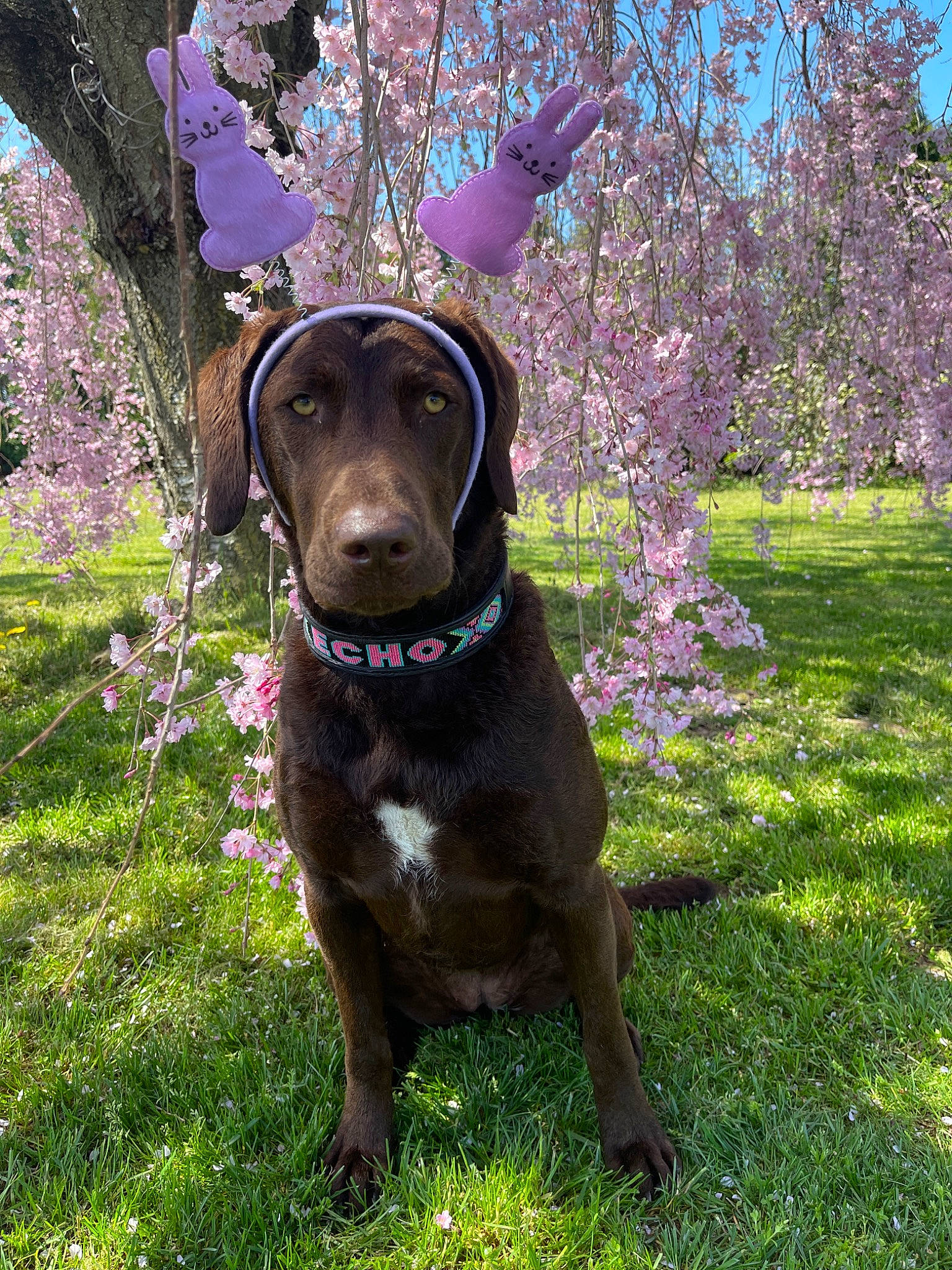 Echo is registered to the contest to win money with this photo: art, borador, canidae, carnivore, collar, companion_dog, dog, dog_breed, dog_collar, fawn, flower, grass, gun_dog, liver, pet_supply, plant, snout, sporting_group, tree, working_animal