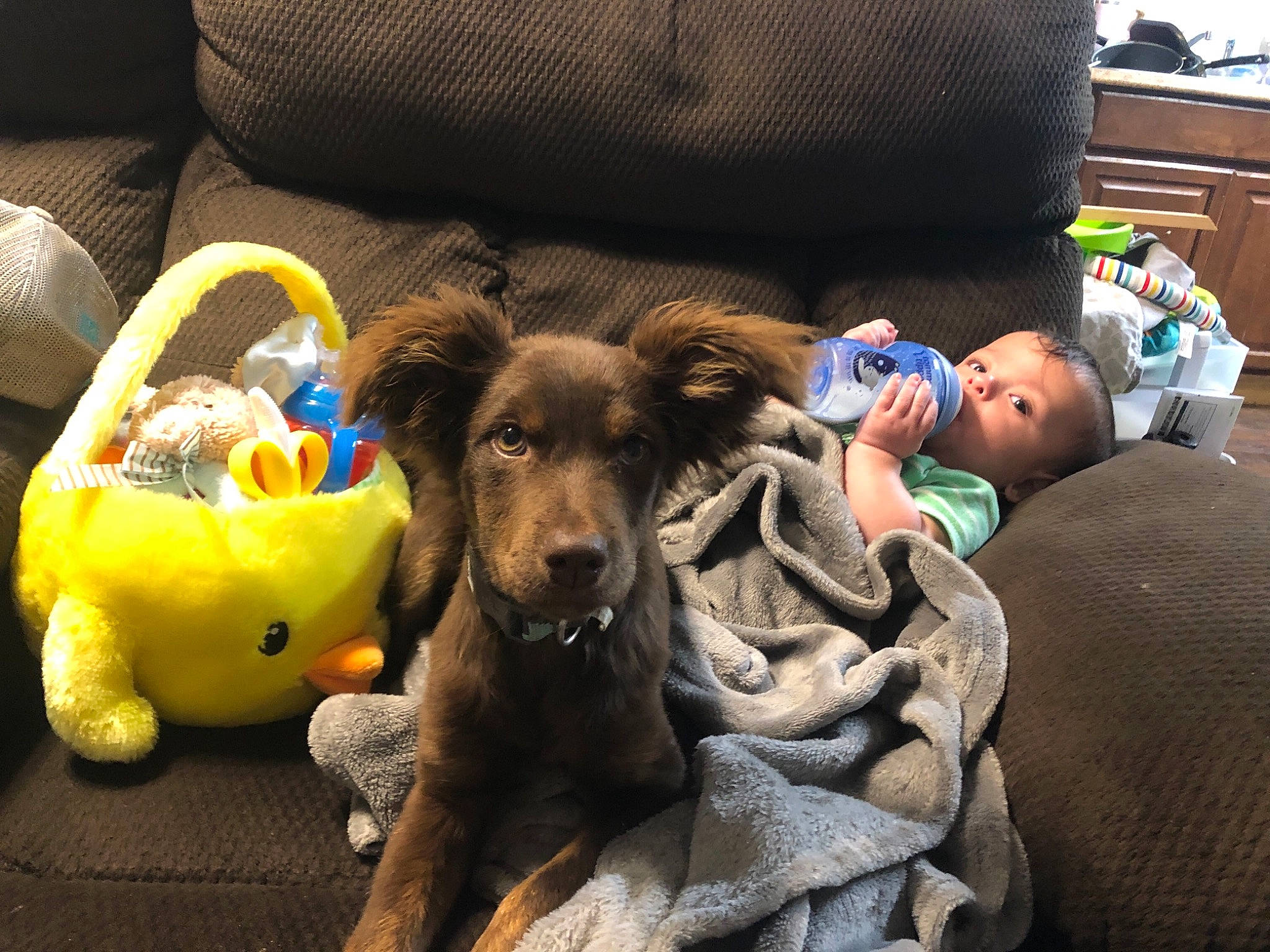 Koda is registered to the contest to win money with this photo: canidae, carnivore, companion_dog, dachshund, dog, dog_breed, puppy, sporting_group