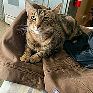 Jager joined the competition — help win amazing prizes! cat, tabby, brown_pants, indoor, kitchen, appliance, stove, cabinet, pet, feline, resting, fur, whiskers, green_eyes, domestic, cozy, fabric, clothing, home, relaxed