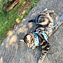 Jager joined the competition — help win amazing prizes! cat, tabby, harness, leash, outdoor, stone_path, grass, sunlight, pet, animal, feline, resting, tabby_cat, nature, daylight, garden, whiskers, ears, fur, side_view