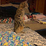 Lily Ann joined the competition — help win amazing prizes! cat, tabby_cat, couch, blanket, knitted_blanket, living_room, television, person_on_tv, wood_paneling, brick_wall, folded_clothes, remote_control, pet, indoor, furniture, curious, sitting, cozy, side_view, warm_lighting