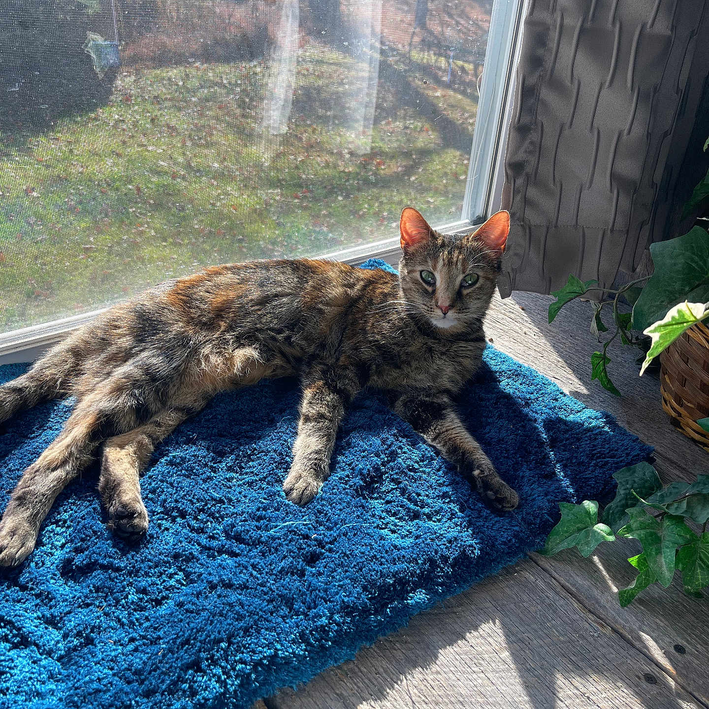 Lily Ann joined the competition — help win amazing prizes! animal, blue_rug, cat, cozy, curtain, daylight, feline, fur, green_leaves, home, indoor, pet, plant, relaxed, resting, shadow, sunlight, tabby_cat, window, wooden_floor