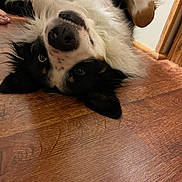 Boone Frank joined the competition — help win amazing prizes! dog, animal, pet, lying_down, upside_down, floor, wooden_floor, black_and_white, brown, fur, playful, cute, indoor, canine, ears, nose, paws, relaxed, home, domestic_animal
