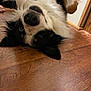 dog, animal, pet, lying_down, upside_down, floor, wooden_floor, black_and_white, brown, fur, playful, cute, indoor, canine, ears, nose, paws, relaxed, home, domestic_animal