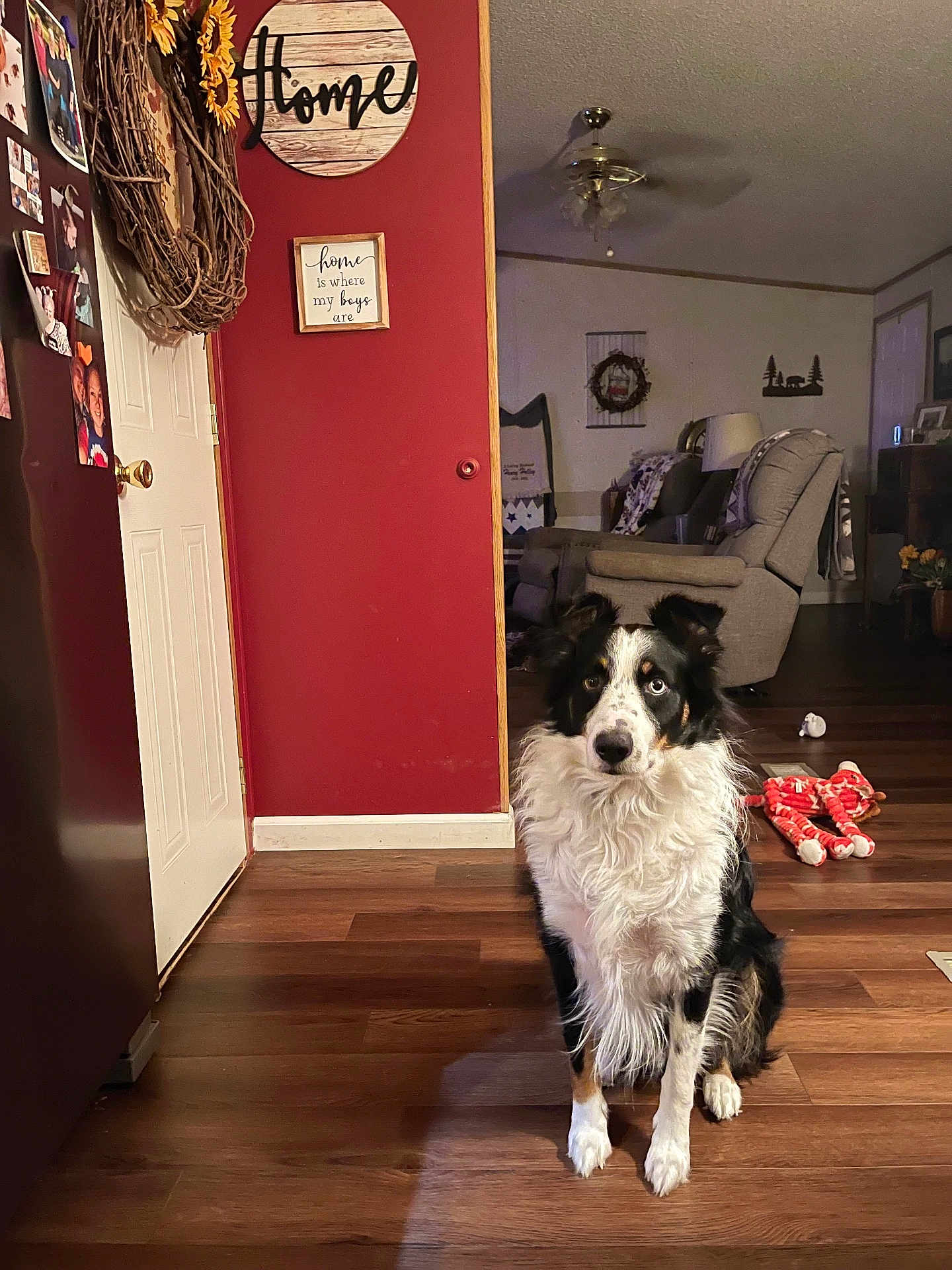 Boone Frank is registered to the contest to win money with this photo: dog, indoor, living_room, wooden_floor, recliner, plush_toy, red_wall, decor, wreath, door, ceiling_fan, lamp, furniture, pet, black_and_white, sitting, flooring, home, cozy, animal