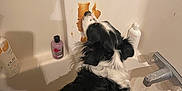 Boone Frank is registered to the contest to win money with this photo: dog, bathtub, peanut_butter, running_water, shampoo_bottle, black_and_white, wet, bathroom, pet, licking, mischief, wall, faucet, cleaning, indoor, liquid, container, hygiene, animal, curious