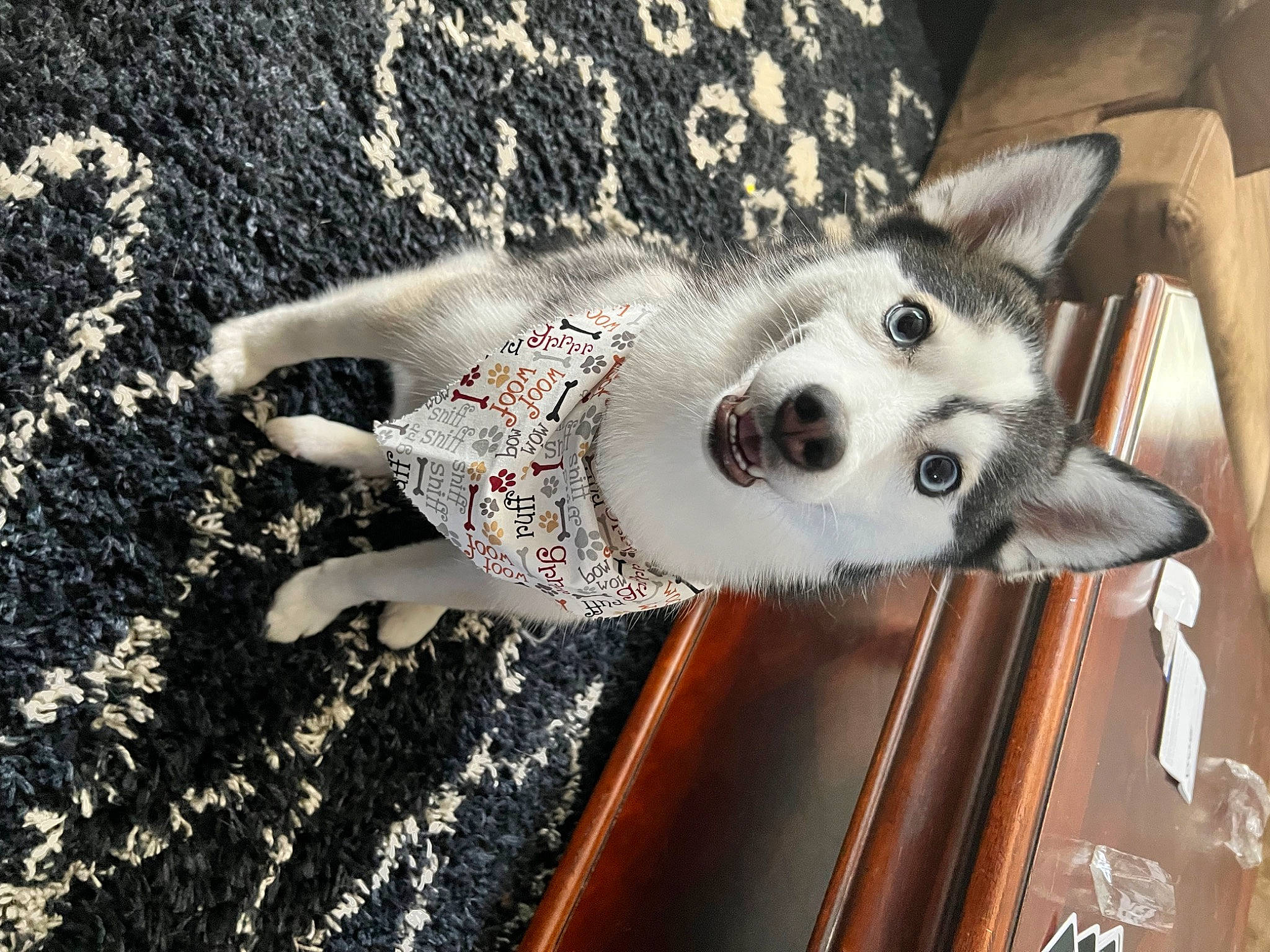 Cardi is registered to the contest to win money with this photo: ancient_dog_breeds, canidae, canis, carnivore, companion_dog, dog, dog_breed, fawn, fur, grey, non_sporting_group, pattern, sled_dog, snout, sporting_group, triangle, whiskers, wildlife, wolf, working_dog