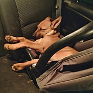 Sadie Mae joined the competition — help win amazing prizes! adult, animal, canine, car, car_interior, carseat, chair, cushion, dog, furniture, homedecor, hound, male, man, person, pet, puppy, sleeping, transportation, vehicle