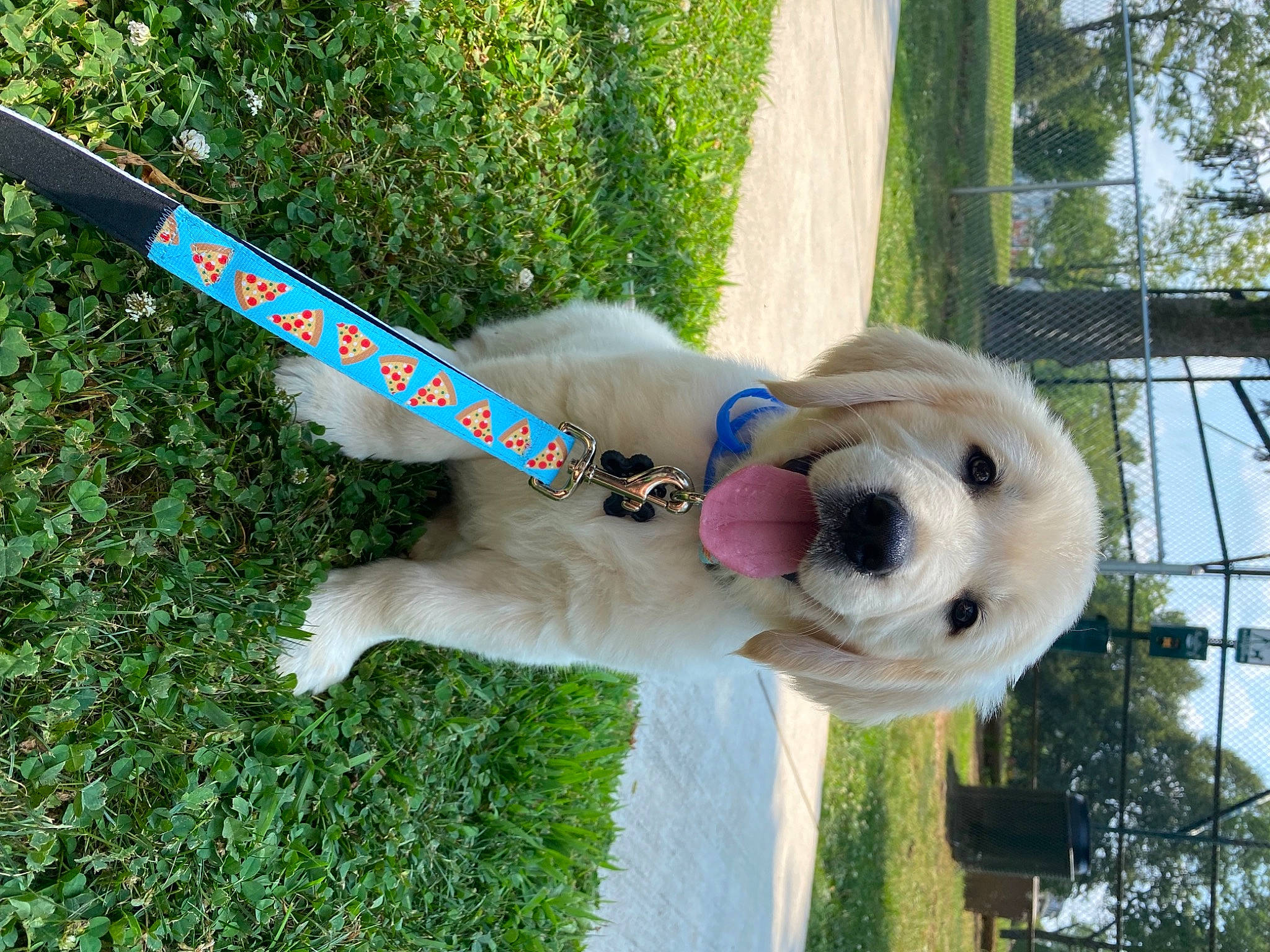 Brooks joined the competition — help win amazing prizes! canidae, carnivore, collar, companion_dog, dog, dog_breed, dog_collar, dog_supply, fawn, grass, leash, mammal, pet_supply, plant, snout, sporting_group, tail, toy, tree, working_animal