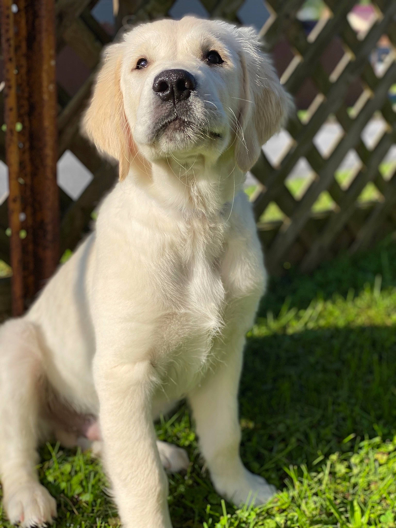 Brooks joined the competition — help win amazing prizes! ancient_dog_breeds, canidae, carnivore, collar, companion_dog, dog, dog_breed, dog_collar, fawn, fence, grass, home_fencing, mesh, puppy, sporting_group, tail, terrestrial_animal, toy_dog, working_animal, wrinkle