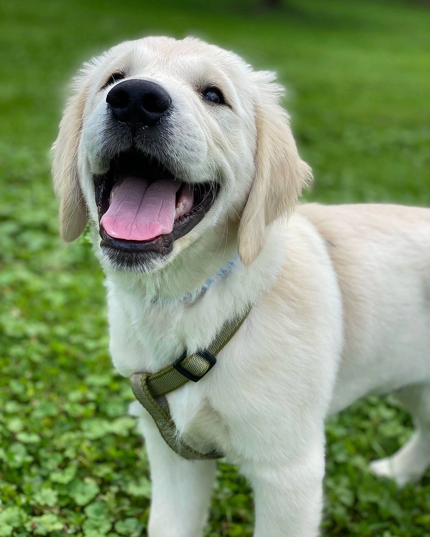 Brooks joined the competition — help win amazing prizes! ancient_dog_breeds, canidae, carnivore, collar, companion_dog, dog, dog_breed, dog_collar, fang, grass, happy, labrador_retriever, leash, non_sporting_group, plant, retriever, sporting_group, whiskers, working_dog