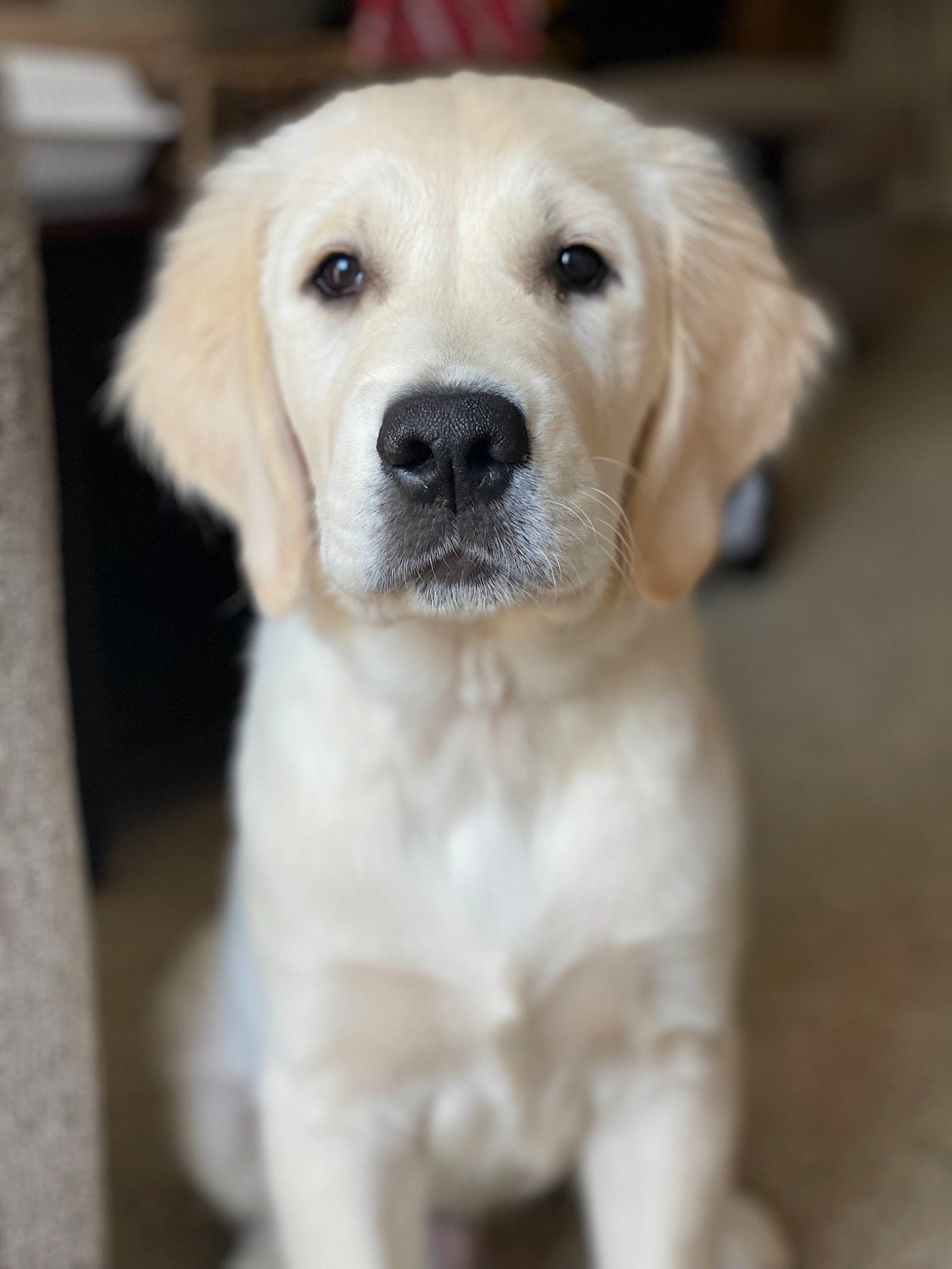 Brooks is registered to the contest to win money with this photo: canidae, carnivore, companion_dog, dog, dog_breed, ear, fawn, fur, labrador_retriever, mammal, puppy, snout, sporting_group, terrestrial_animal, whiskers, working_animal