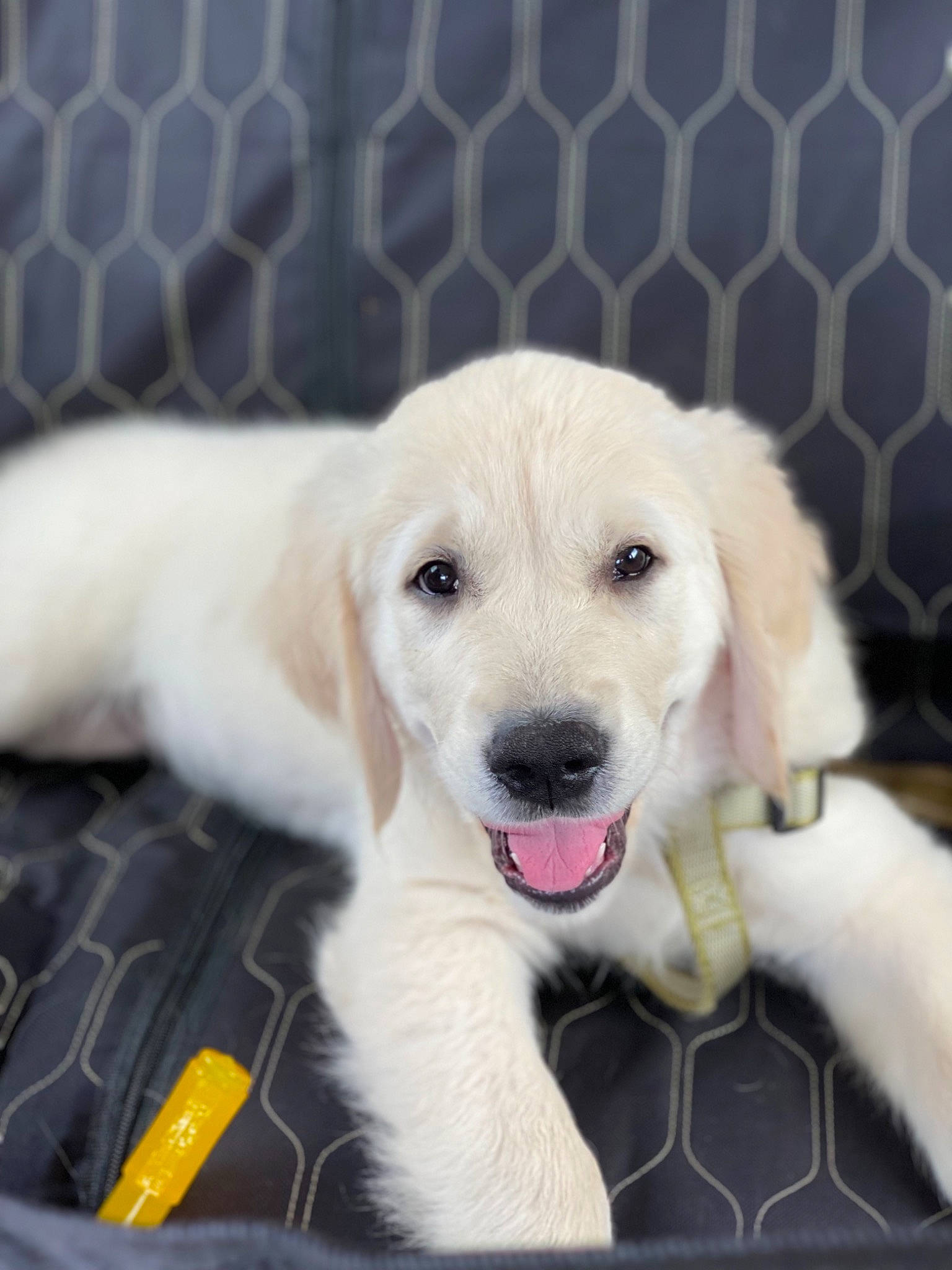 Brooks joined the competition — help win amazing prizes! canidae, carnivore, companion_dog, dog, dog_breed, dog_supply, fawn, fence, fur, mesh, natural_material, paw, pet_supply, plant, puppy, sporting_group, terrestrial_animal, whiskers, wire_fencing, working_animal