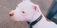 Benji is registered to the contest to win money with this photo: dog, white_dog, service_dog, collar, leash, carpet, indoor, pet, animal, canine, brown_patch, side_view, alert, domestic, furniture, couch, floor, close_up, ears, snout