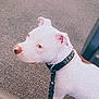 dog, white_dog, service_dog, collar, leash, carpet, indoor, pet, animal, canine, brown_patch, side_view, alert, domestic, furniture, couch, floor, close_up, ears, snout