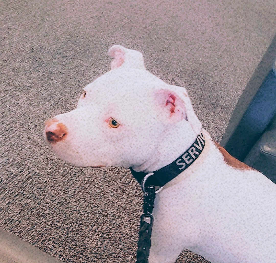 Benji