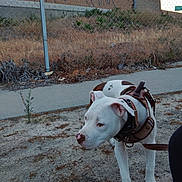 Benji is registered to the contest to win money with this photo: dog, white_dog, brown_spots, harness, leash, outdoor, sidewalk, fence, dry_grass, brick_wall, curious, alert, canine, pet, animal, nature, daylight, ground, side_view, ears