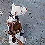 Benji is registered to the contest to win money with this photo: dog, leash, harness, sidewalk, concrete, white_dog, brown_spots, sitting, pet, outdoor, animal, canine, collar, pavement, urban, paw, tail, ear, nose, human_foot