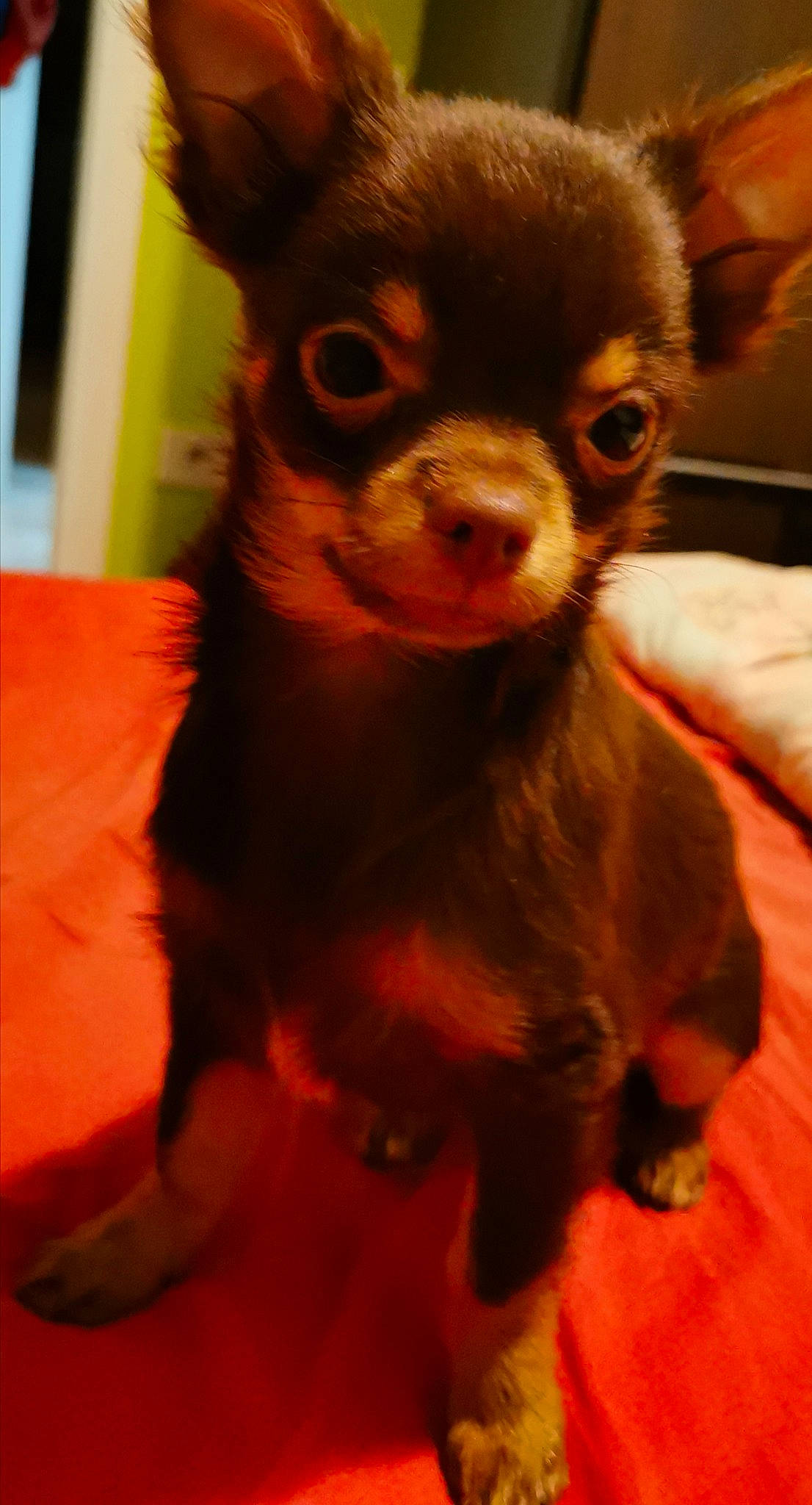 Bueno a rejoint le concours — aidez-le/la à gagner de superbes lots ! canidae, carnivore, chihuahua, companion_dog, dog, dog_breed, ear, english_toy_terrier, fawn, mammal, puppy, russkiy_toy, skin, snout, toy_dog, vertebrate