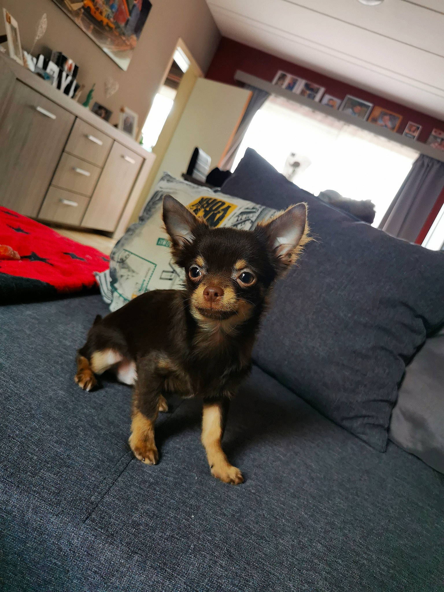 Bueno a rejoint le concours — aidez-le/la à gagner de superbes lots ! canidae, carnivore, chihuahua, companion_dog, dog, dog_breed, english_toy_terrier, fawn, mammal, miniature_pinscher, prazsky_krysarik, puppy, russkiy_toy, toy_dog, vertebrate