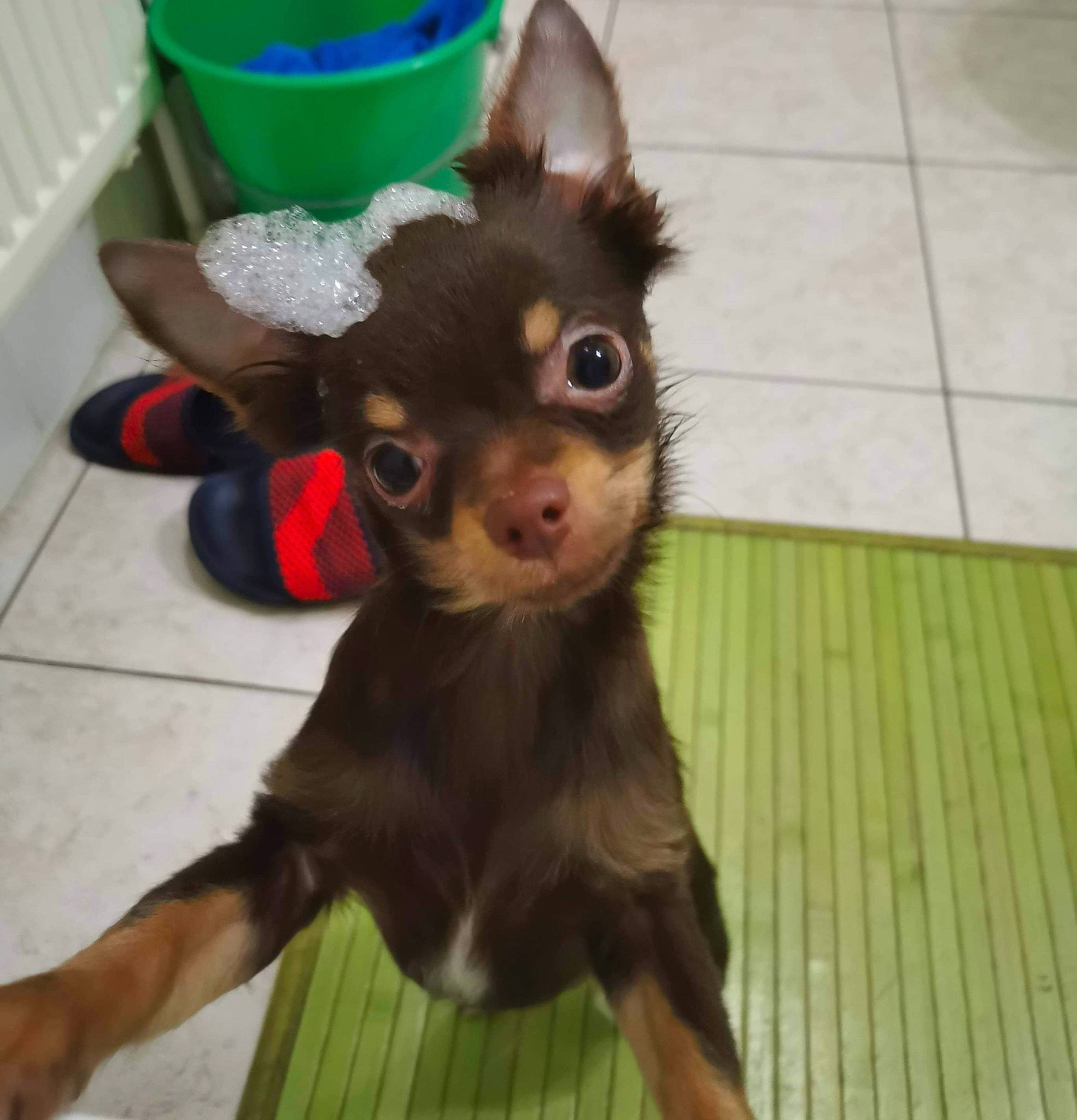 Bueno participe au concours pour gagner de l'argent avec cette photo : australian_kelpie, canidae, carnivore, chihuahua, companion_dog, dog, dog_breed, ear, english_toy_terrier, liver, mammal, miniature_pinscher, prazsky_krysarik, puppy, russkiy_toy, skin, snout, terrier, toy_dog, vertebrate