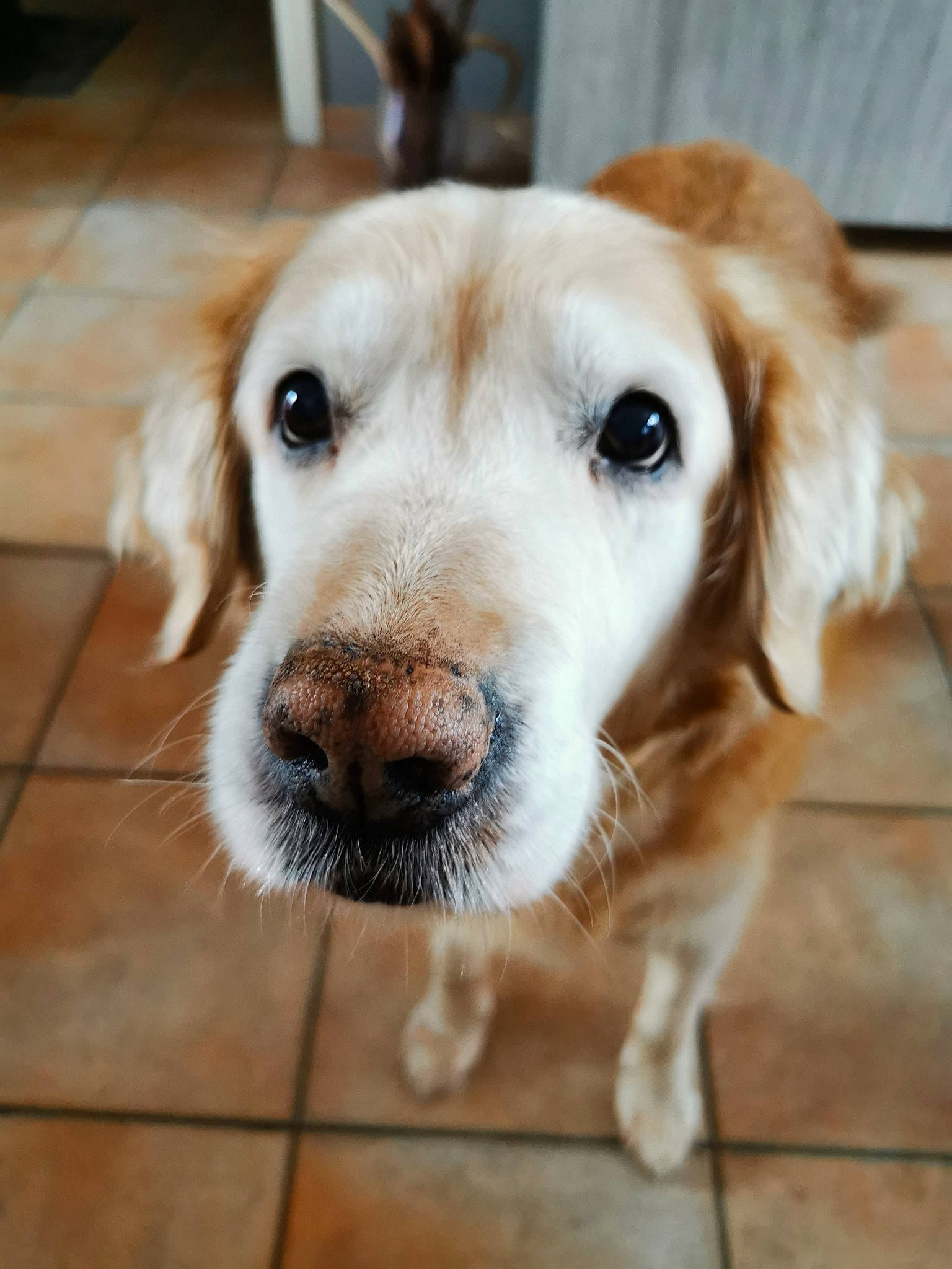 Bandy a rejoint le concours — aidez-le/la à gagner de superbes lots ! beagador, canidae, carnivore, companion_dog, dog, dog_breed, fawn, fur, golden_retriever, labrador_retriever, mammal, nose, puppy, rare_breed_dog, retriever, small_greek_domestic_dog, snout, sporting_group, vertebrate, whiskers