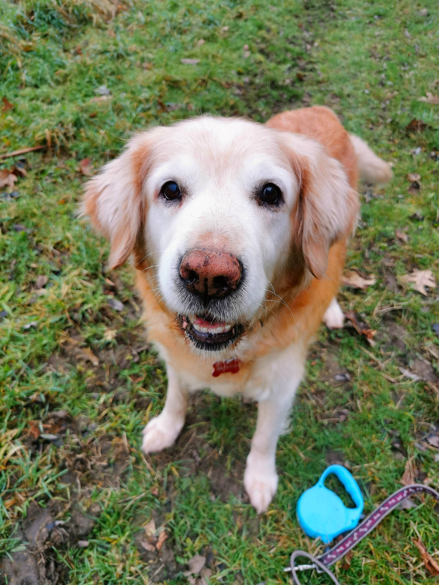 Bandy a rejoint le concours — aidez-le/la à gagner de superbes lots ! canidae, carnivore, companion_dog, dog, dog_breed, fawn, golden_retriever, grass, hunting_dog, labrador_retriever, mammal, rare_breed_dog, retriever, small_greek_domestic_dog, snout, sporting_group, vertebrate, working_dog