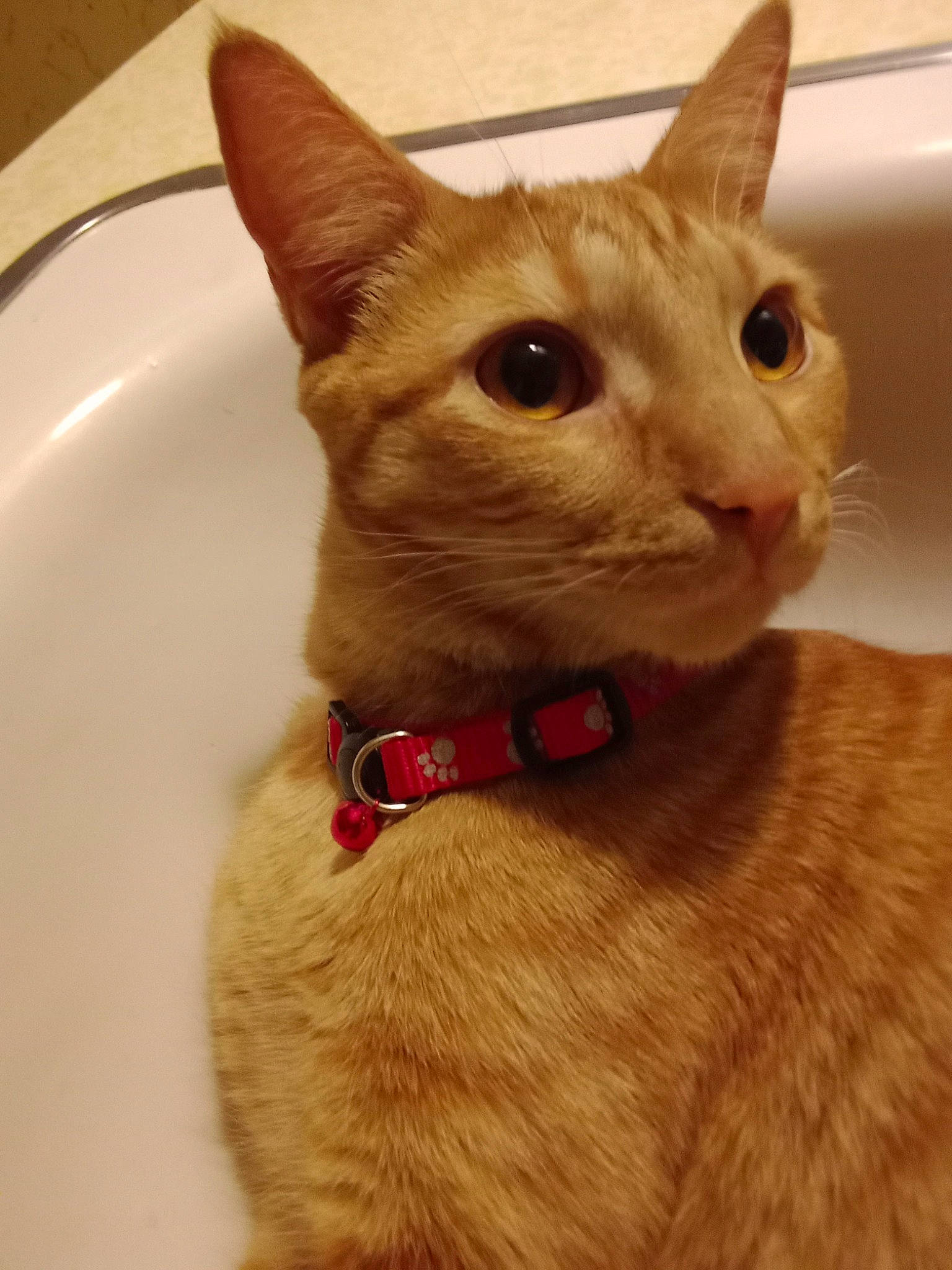 Binx is registered to the contest to win money with this photo: carnivore, cat, cat_supply, collar, domestic_short_haired_cat, fawn, felidae, fur, pet_supply, small_to_medium_sized_cats, snout, whiskers