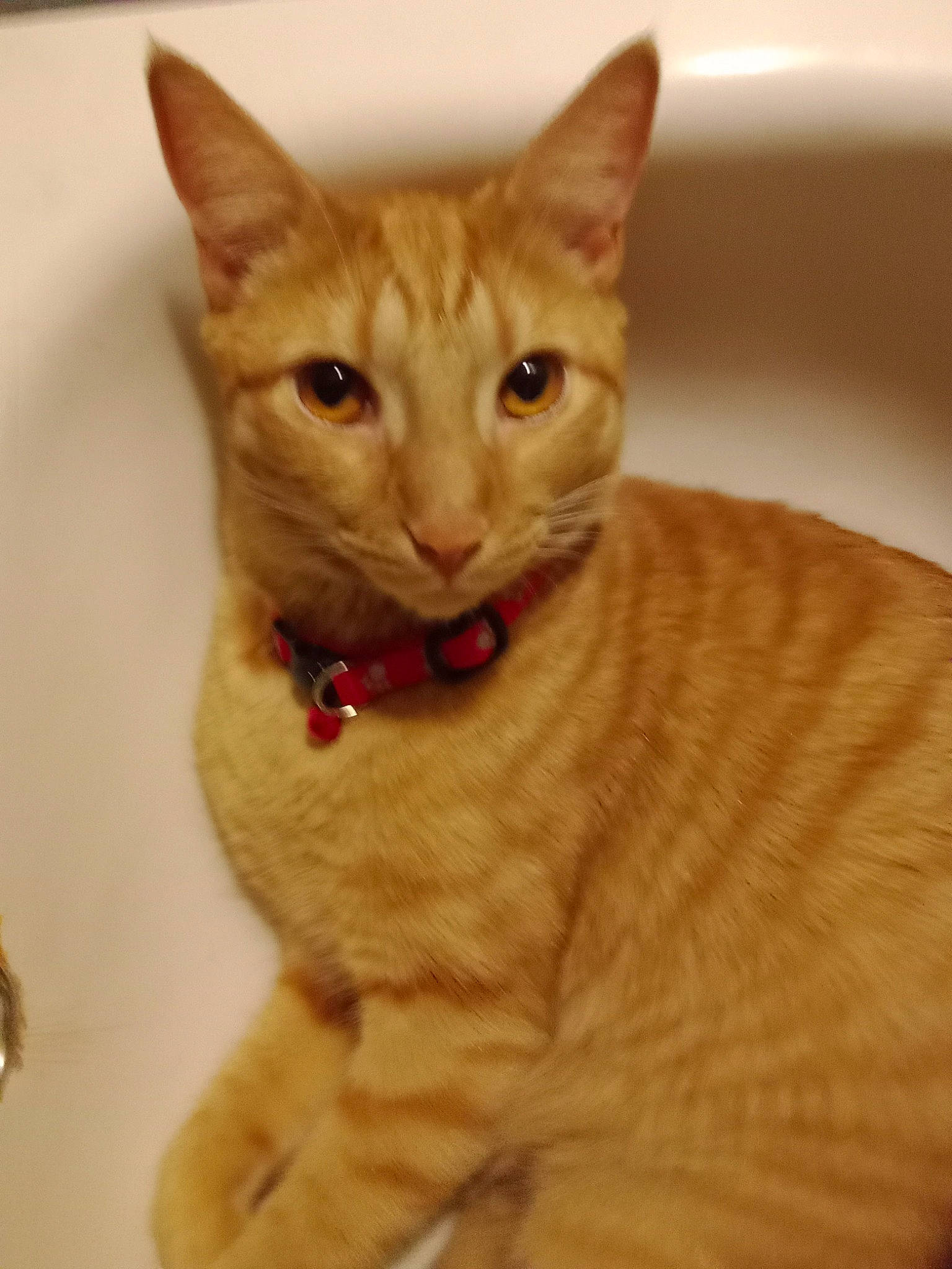 Binx joined the competition — help win amazing prizes! carnivore, cat, cat_supply, domestic_short_haired_cat, fawn, felidae, fur, pet_supply, pleased, small_to_medium_sized_cats, snout, tail, terrestrial_animal, whiskers
