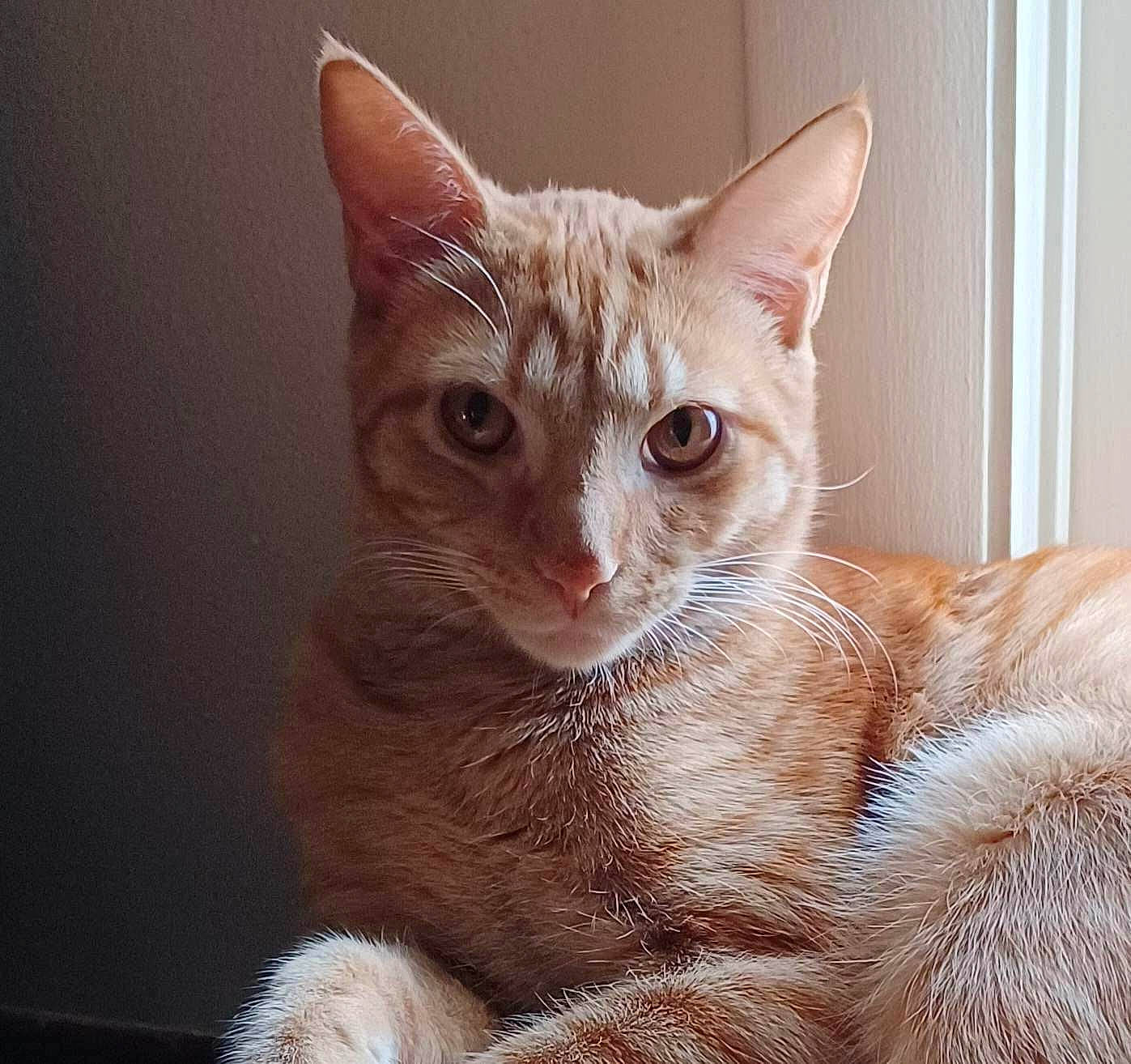 Binx is registered to the contest to win money with this photo: carnivore, cat, claw, comfort, domestic_short_haired_cat, fawn, felidae, fur, paw, peach, small_to_medium_sized_cats, tail, terrestrial_animal, whiskers, window