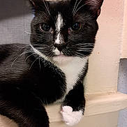 Ozzy joined the competition — help win amazing prizes! abyssinian, animal, blackcat, cat, couch, furniture, kitten, manx, pet, plywood, siamese, wood