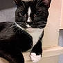 abyssinian, animal, blackcat, cat, couch, furniture, kitten, manx, pet, plywood, siamese, wood