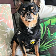 Uxmal participe au concours pour gagner de l'argent avec cette photo : dog, chihuahua, pet, black_and_tan, harness, indoor, couch, pillow, floral, quilt, small_dog, animal, sitting, ears, face, cute, domestic_animal, fur, looking_at_camera, close_up