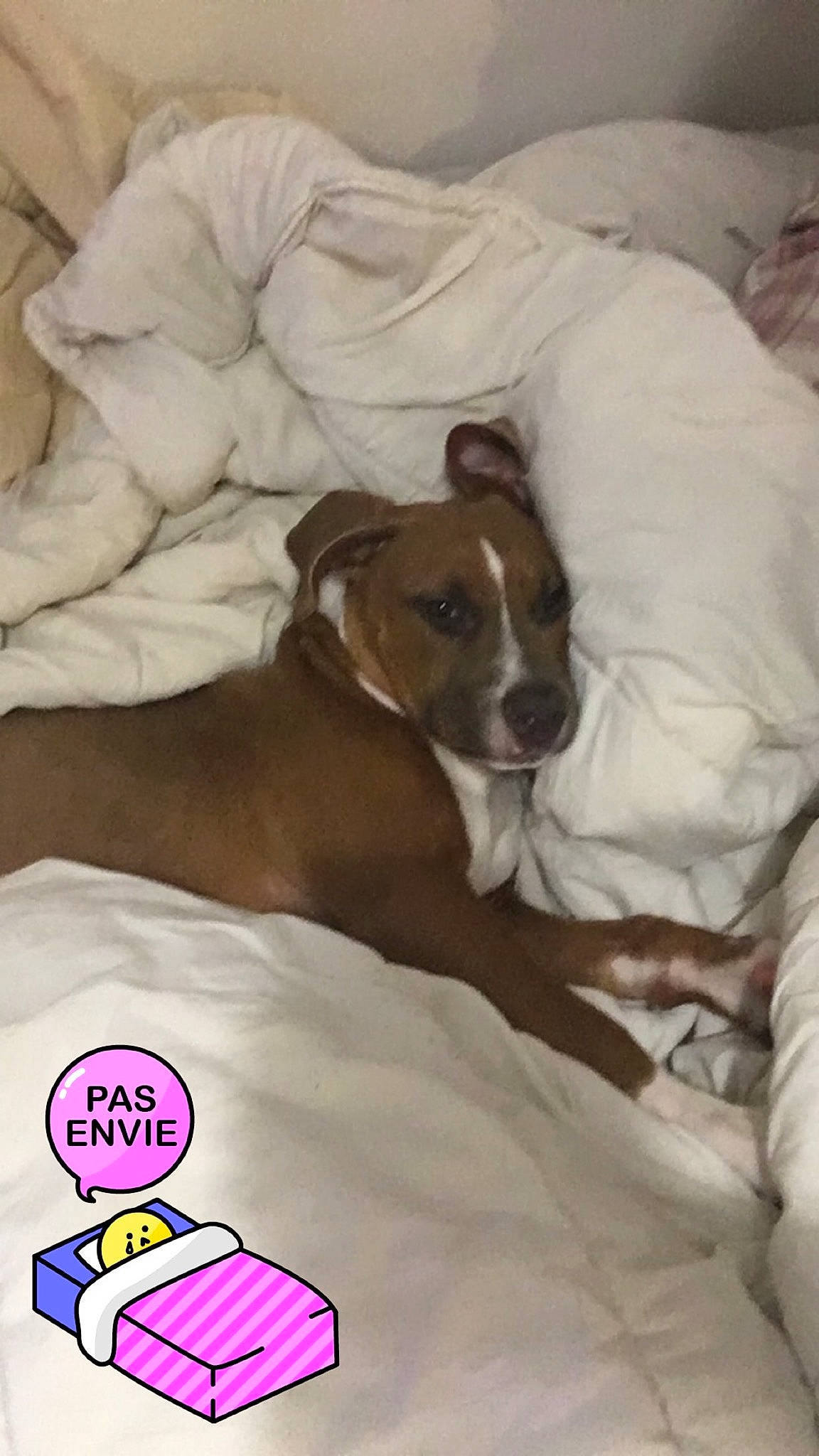 Honey a rejoint le concours — aidez-le/la à gagner de superbes lots ! canidae, carnivore, dog, dog_breed, ear, fawn, italian_greyhound, mammal, nap, puppy, snout