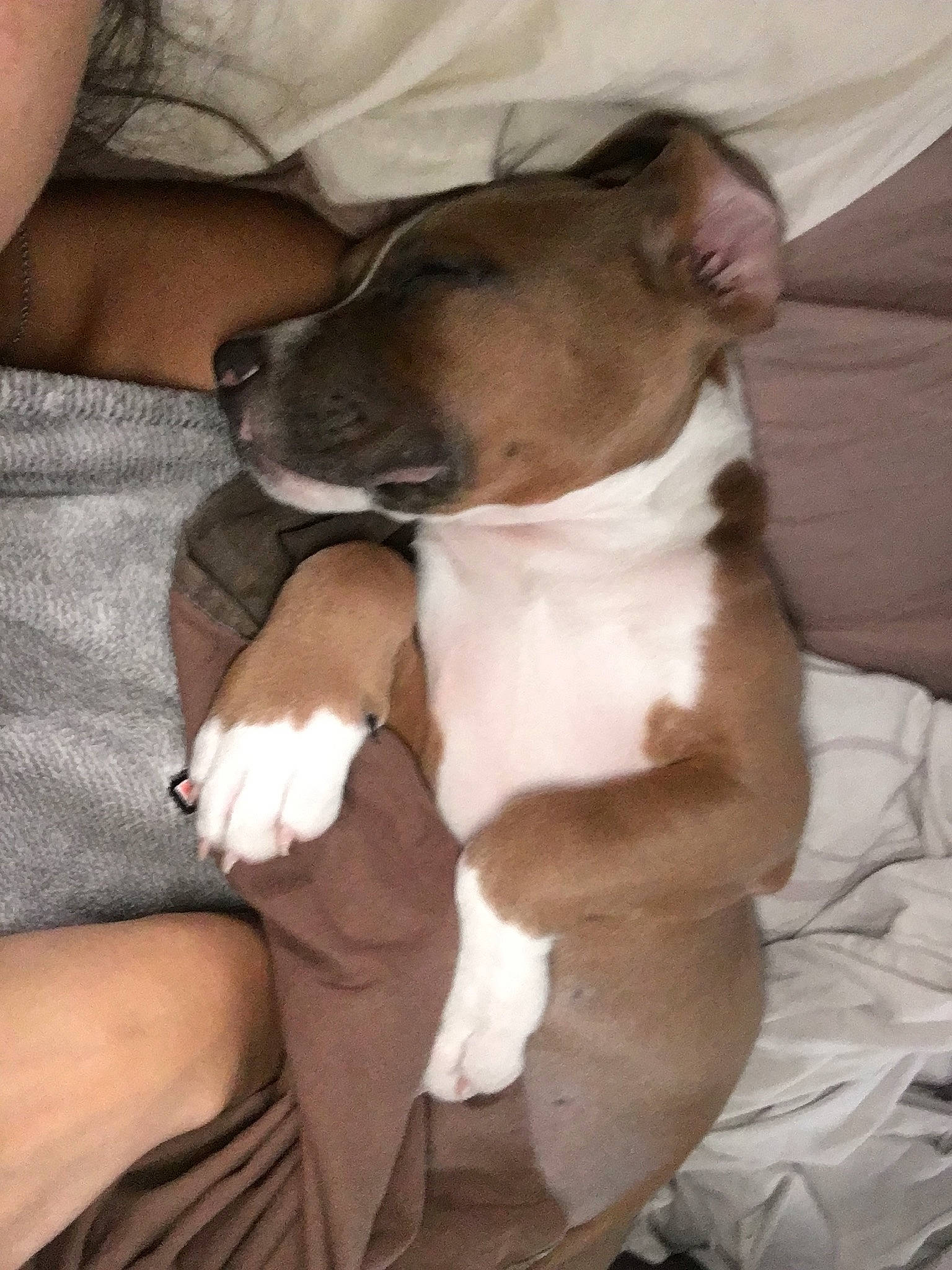 Honey a rejoint le concours — aidez-le/la à gagner de superbes lots ! american_pit_bull_terrier, american_staffordshire_terrier, canidae, carnivore, dog, dog_breed, fawn, mammal, non_sporting_group, puppy, puppy_love, snout, vertebrate