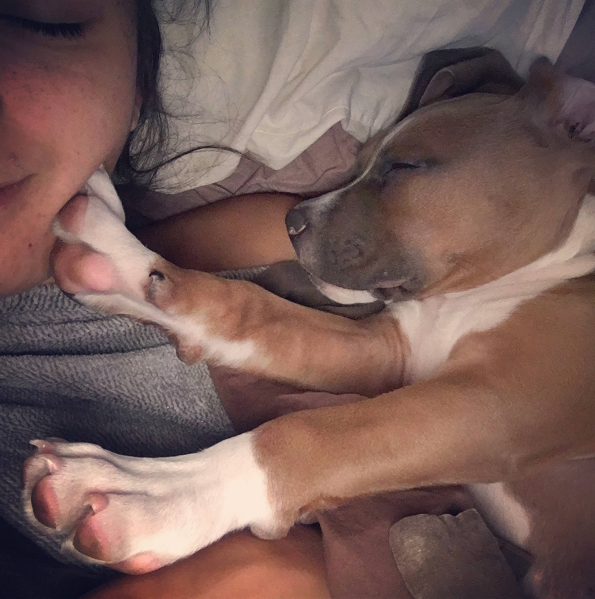 Honey a rejoint le concours — aidez-le/la à gagner de superbes lots ! american_pit_bull_terrier, american_staffordshire_terrier, canidae, carnivore, dog, dog_breed, fawn, mammal, mouth, muscle, non_sporting_group, nose, pit_bull, puppy_love, snout