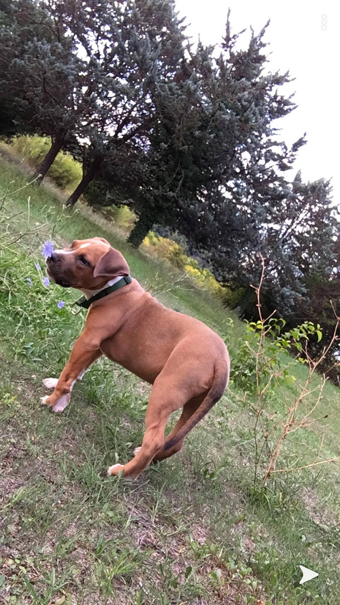 Honey participe au concours pour gagner de l'argent avec cette photo : bavarian_mountain_hound, black_mouth_cur, boerboel, broholmer, bullmastiff, canidae, carnivore, dog, dog_breed, fawn, fila_brasileiro, hound, mammal, molosser, portuguese_pointer, rare_breed_dog, rhodesian_ridgeback, sporting_group, tosa, vertebrate