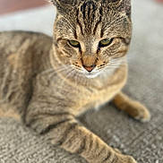 Thumper is registered to the contest to win money with this photo: cat, tabby, pet, animal, feline, close_up, paw, carpet, indoor, relaxed, whiskers, ears, fur, cute, domestic, mammal, resting, soft_focus, natural_light, calm
