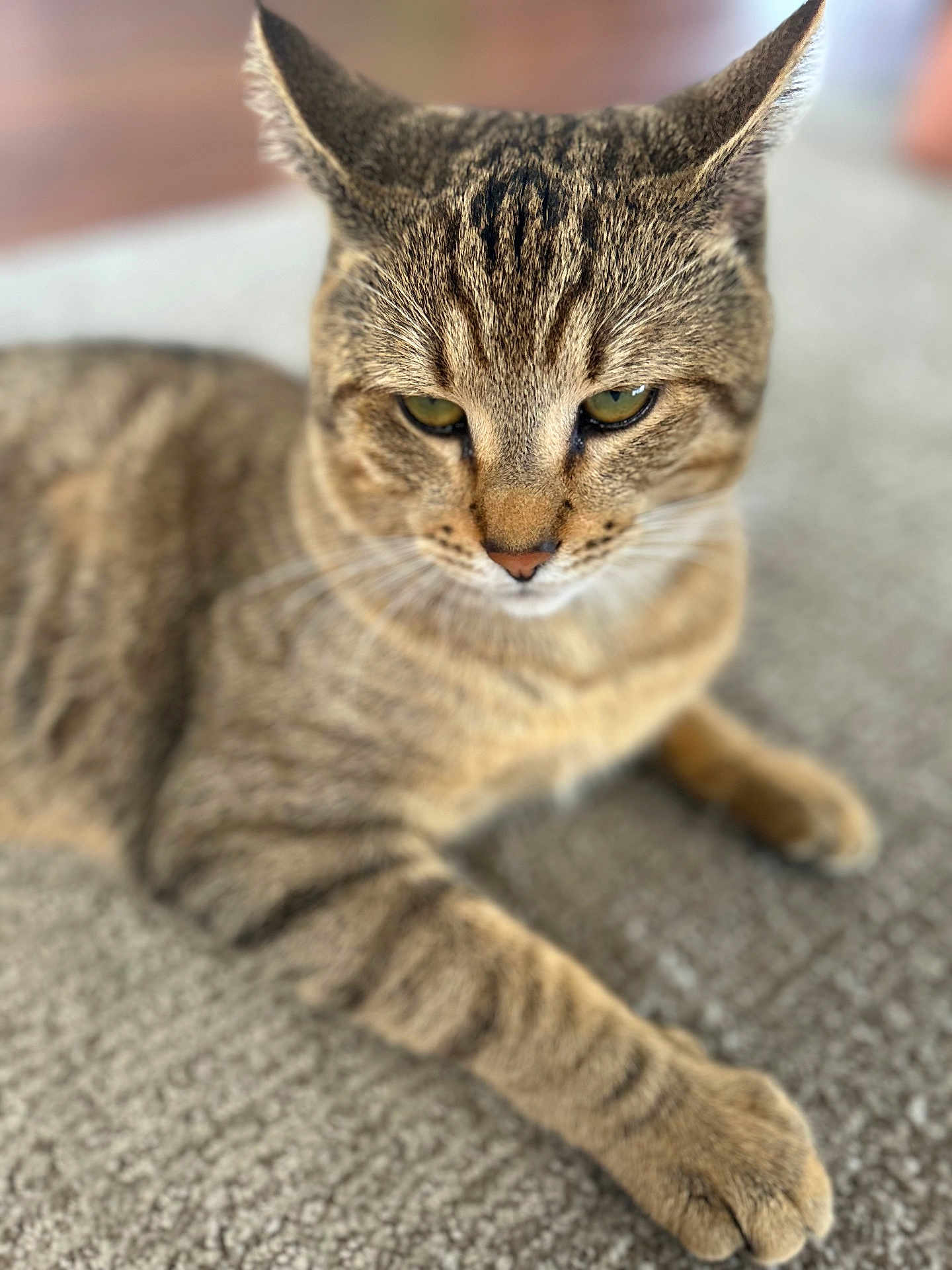 Thumper is registered to the contest to win money with this photo: cat, tabby, pet, animal, feline, close_up, paw, carpet, indoor, relaxed, whiskers, ears, fur, cute, domestic, mammal, resting, soft_focus, natural_light, calm